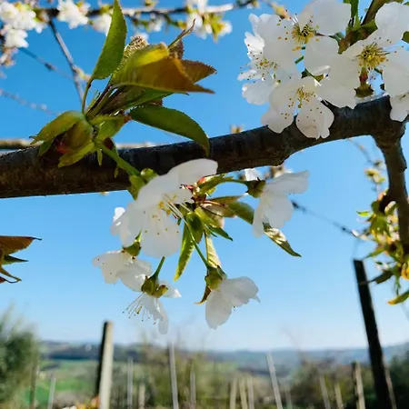 Gli Elci Bed & Breakfast Todi